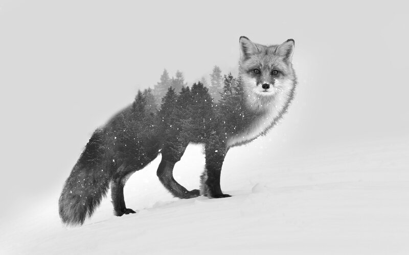 Fox in Snowy Forest — Black