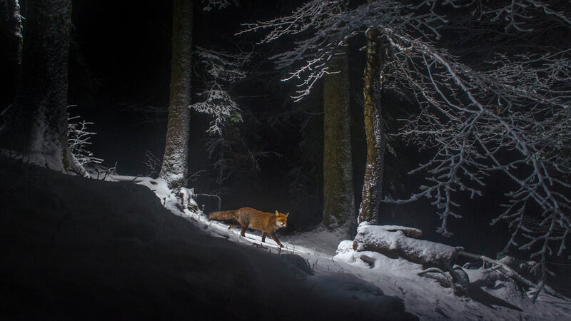 Fox in Snowy Forest — White, Dark