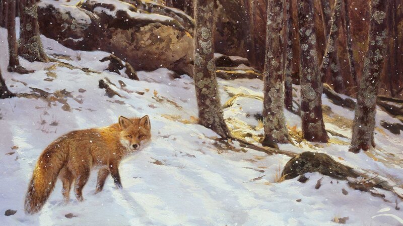 Fox in Snowy Forest — White