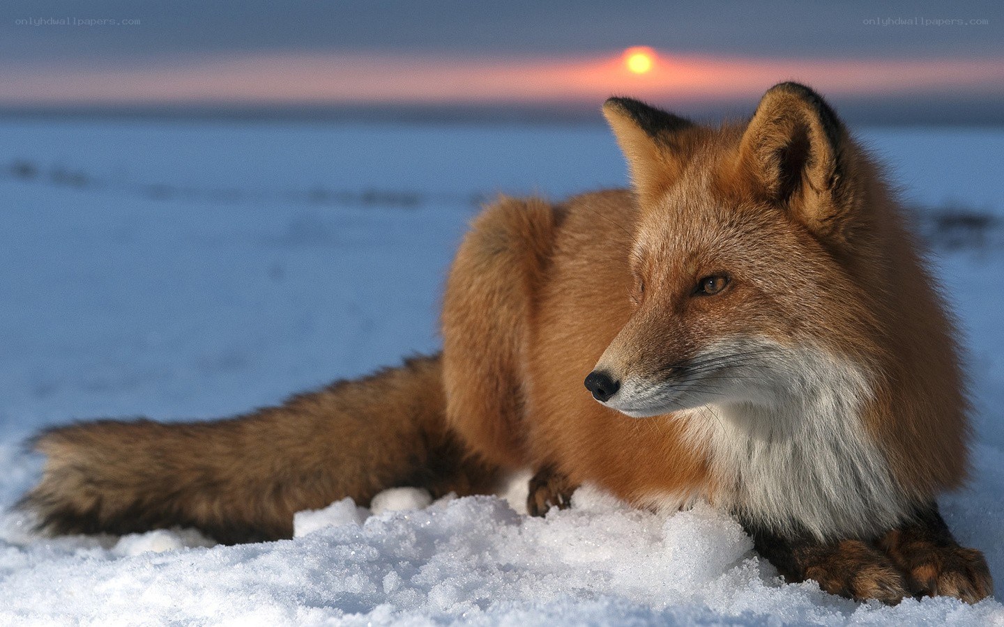 fox in snowy landscape