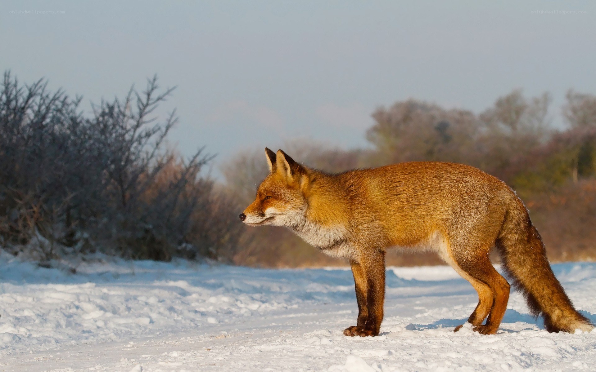 Fox in snowy landscape