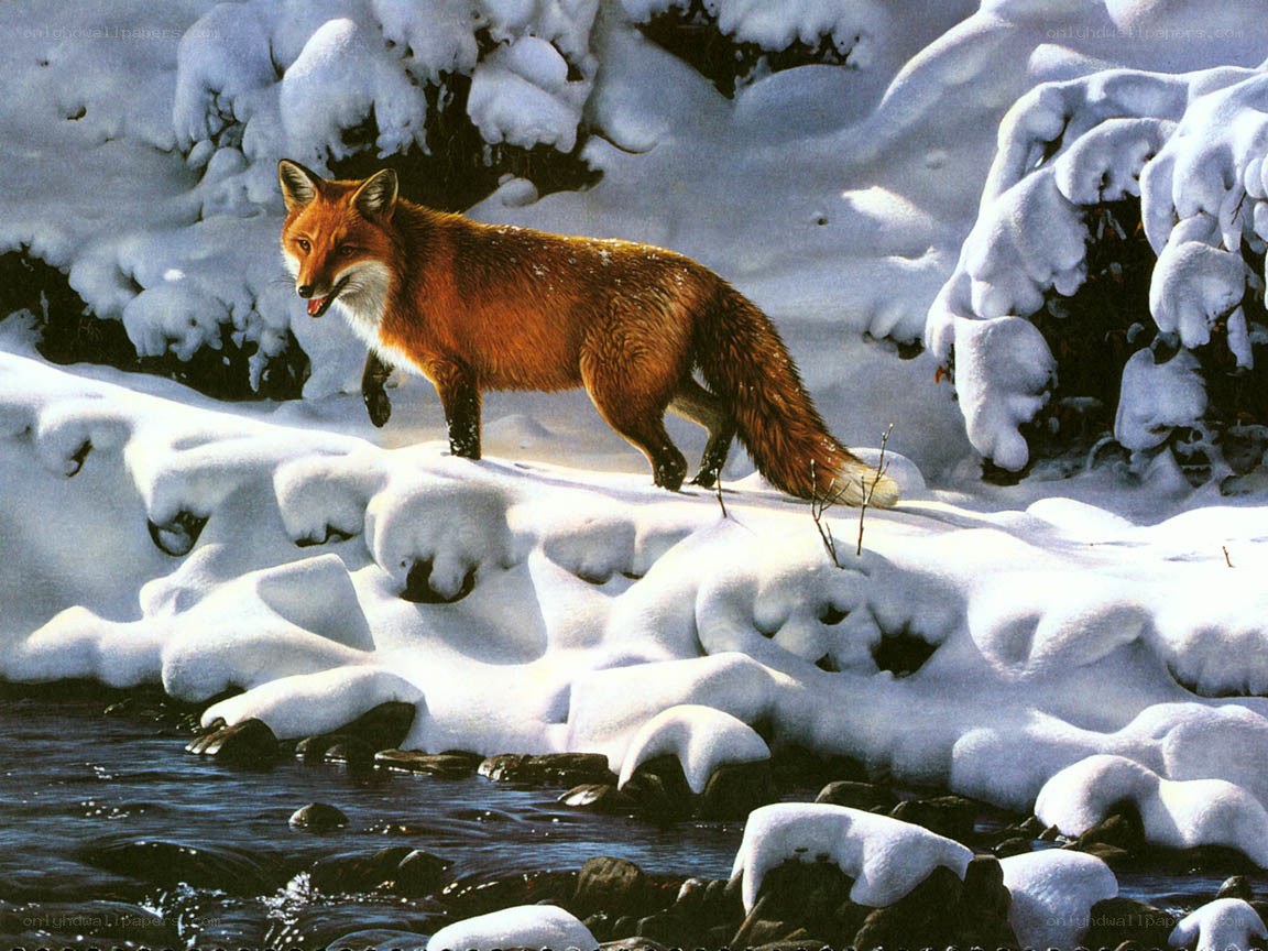Fox in snowy landscape
