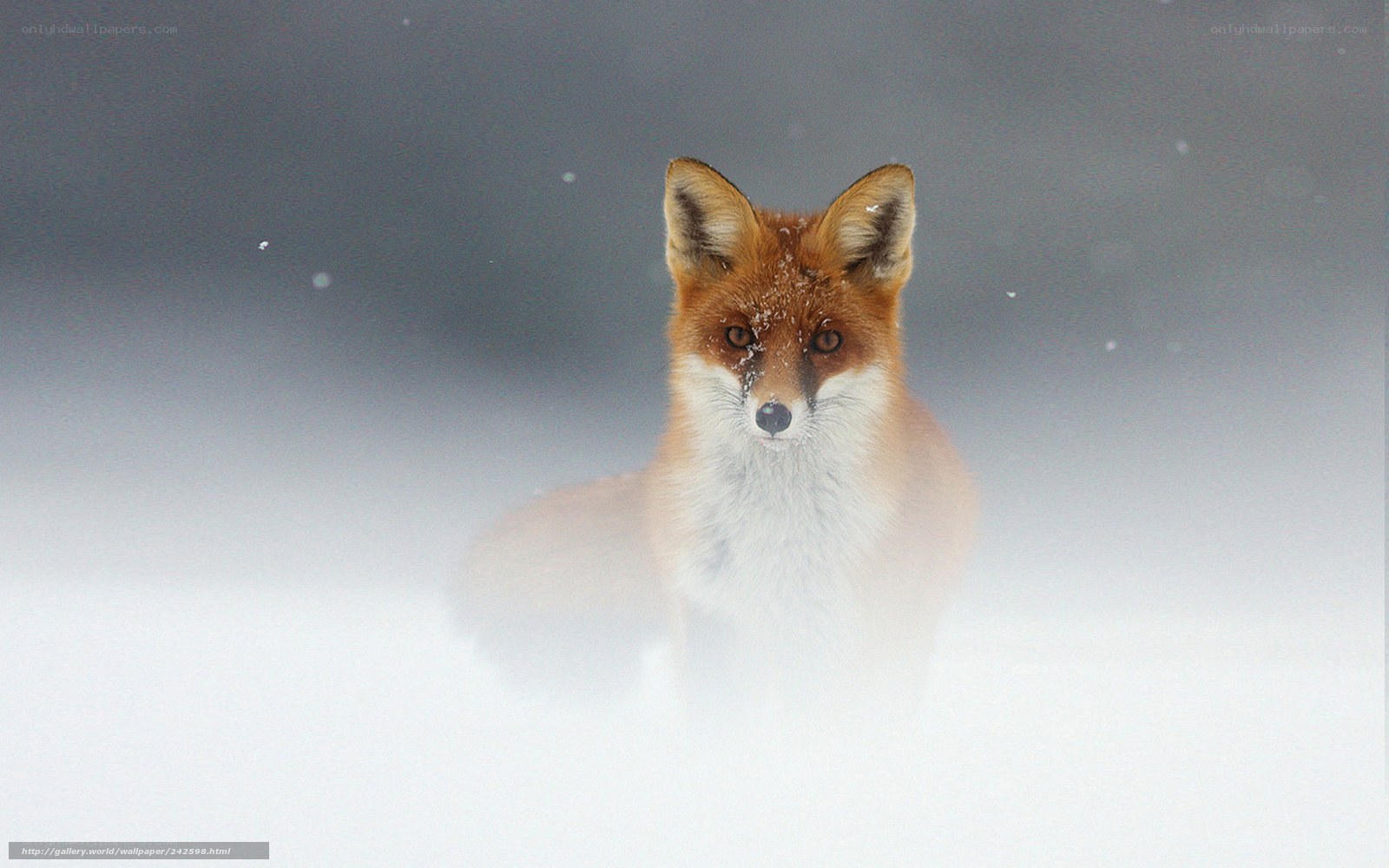 fox in snowy landscape