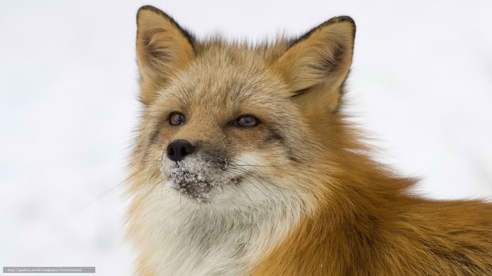 fox in snowy landscape