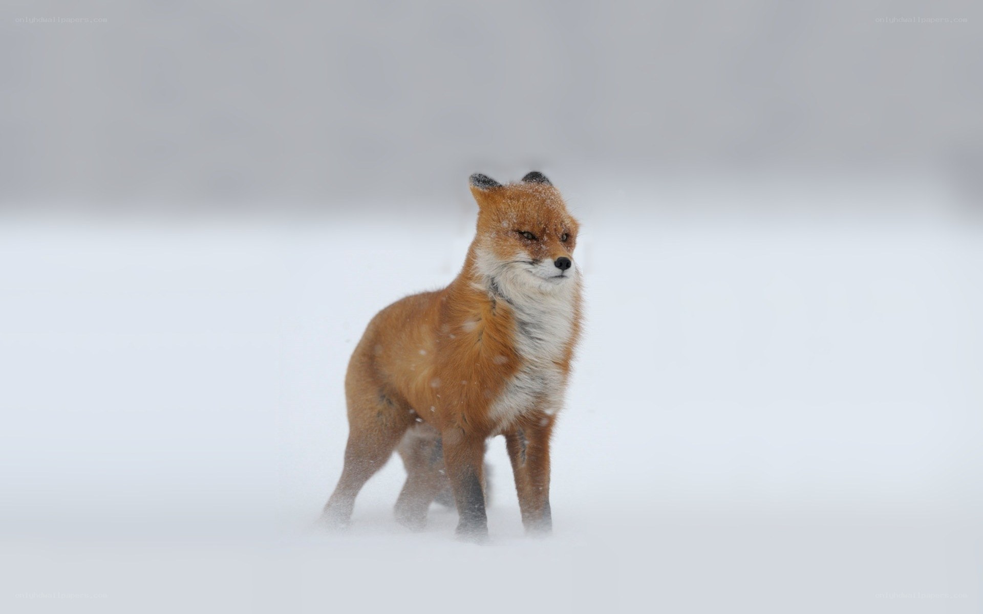 fox in snowy landscape