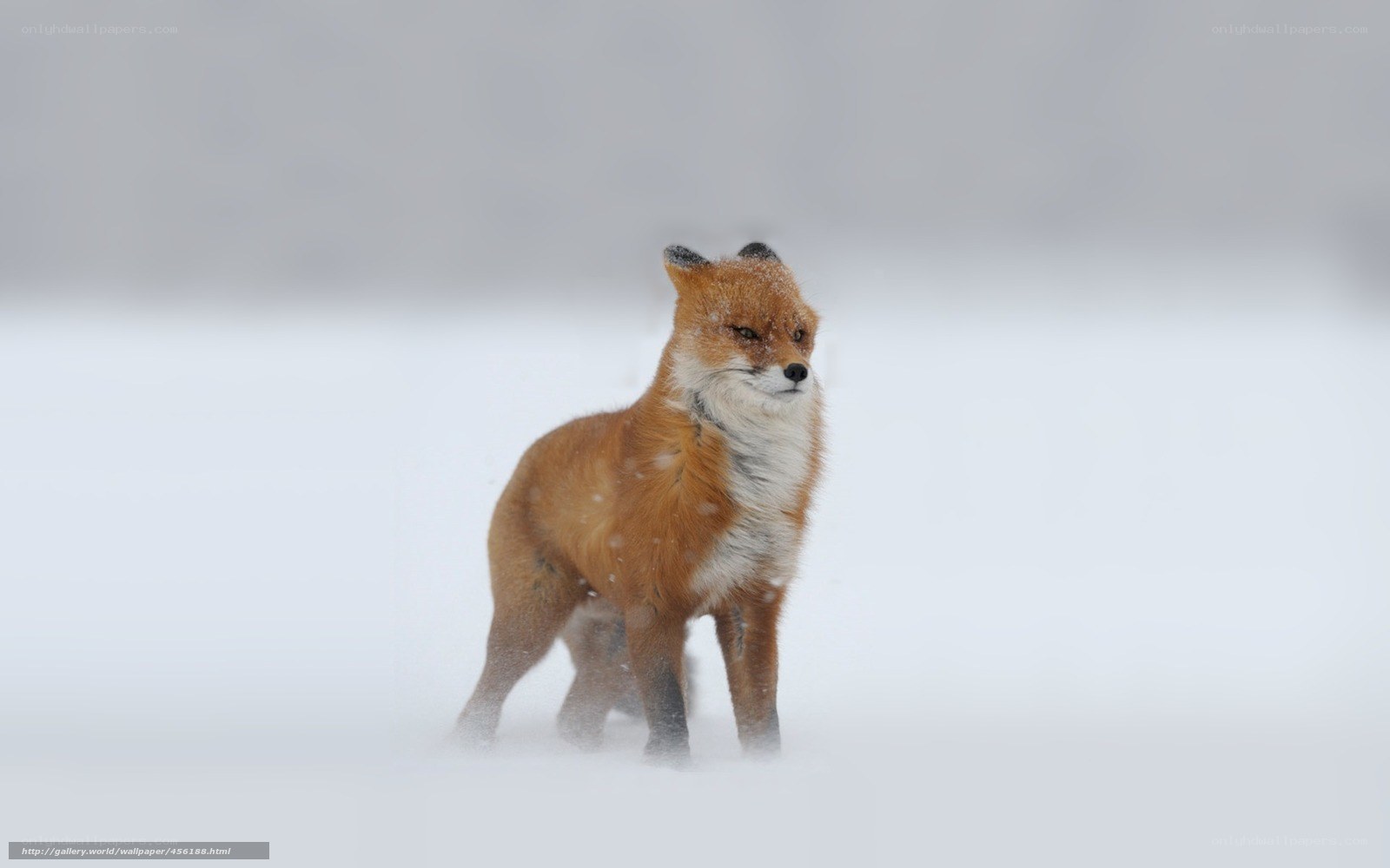 fox in snowy landscape