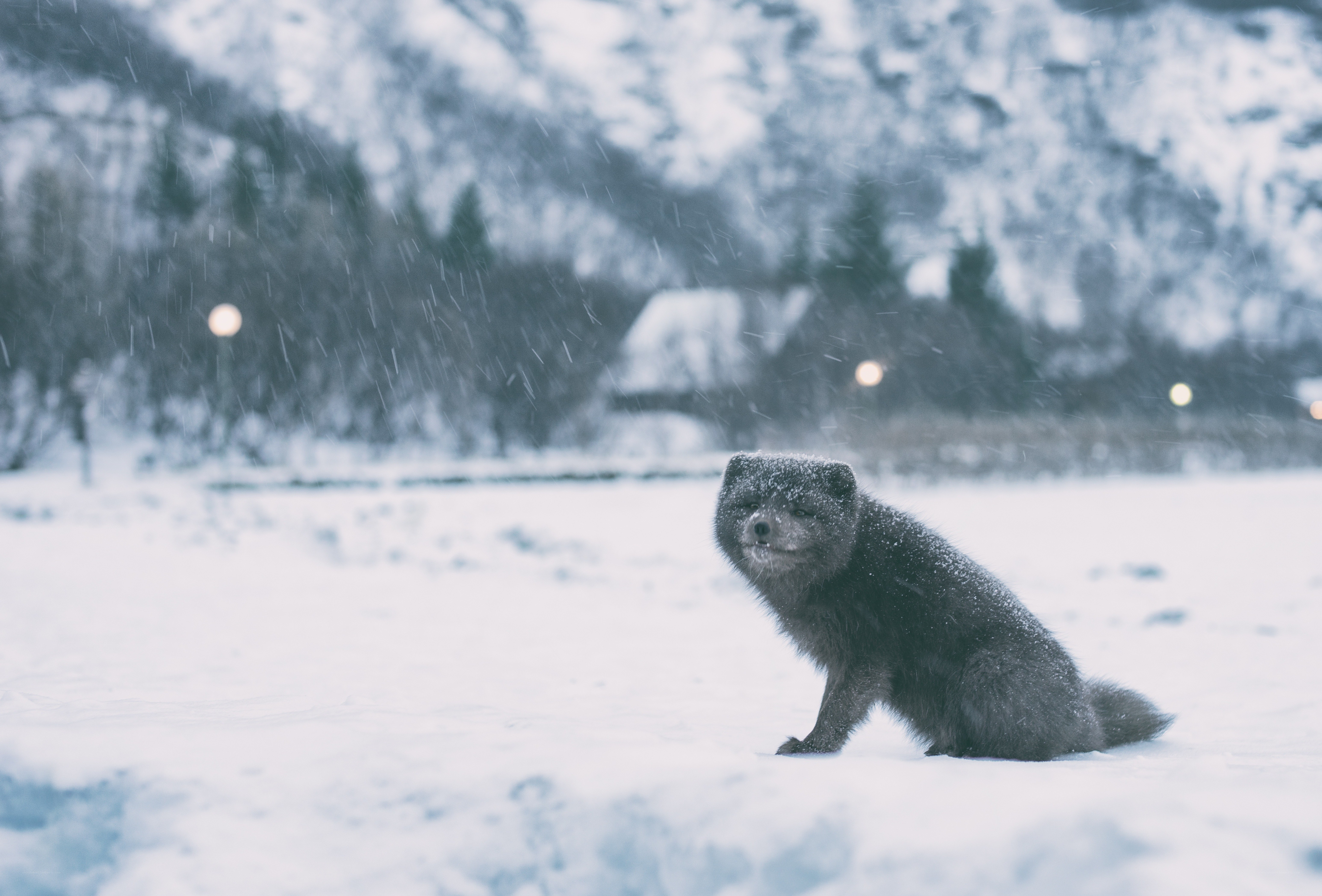 Fox in snowy landscape
