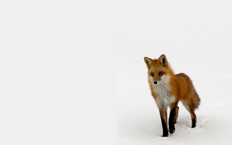 fox in snowy landscape