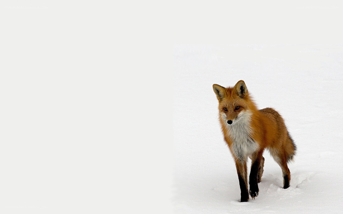 fox in snowy landscape