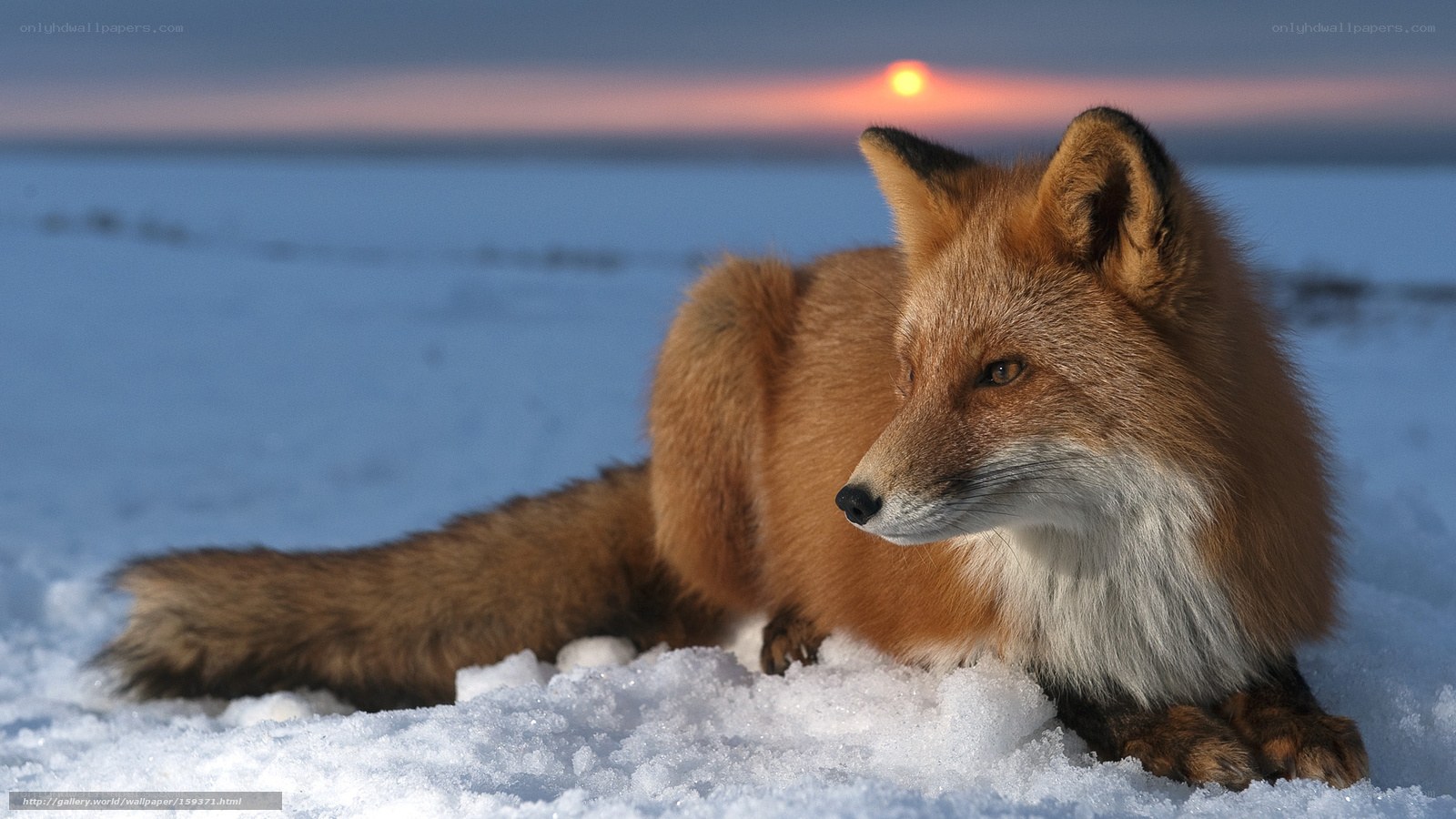 fox in snowy landscape