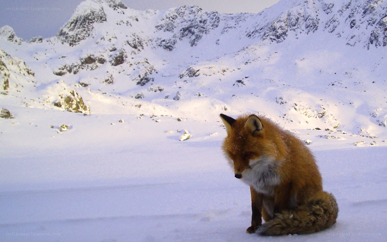 fox in snowy mountains