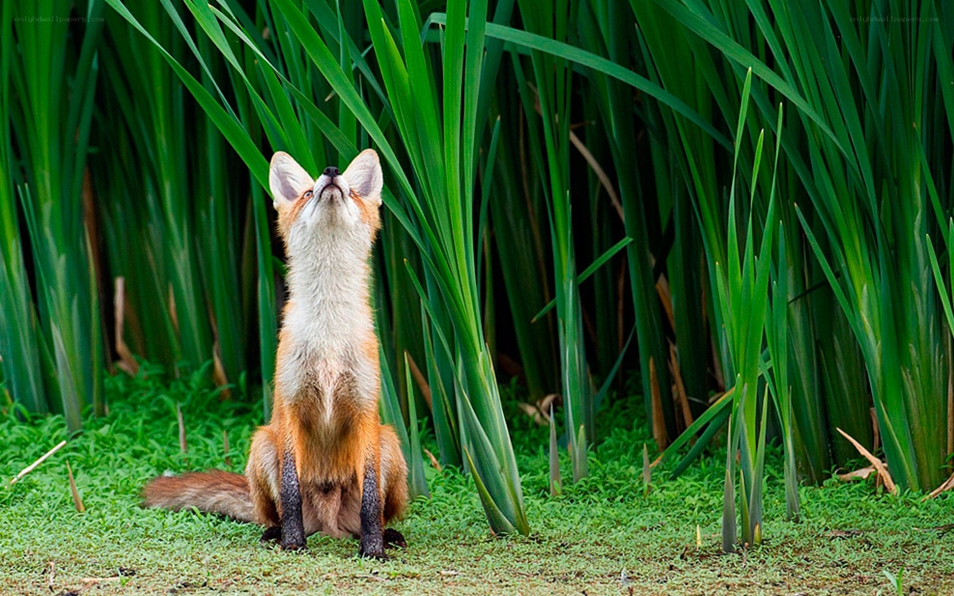 Fox in tall grass