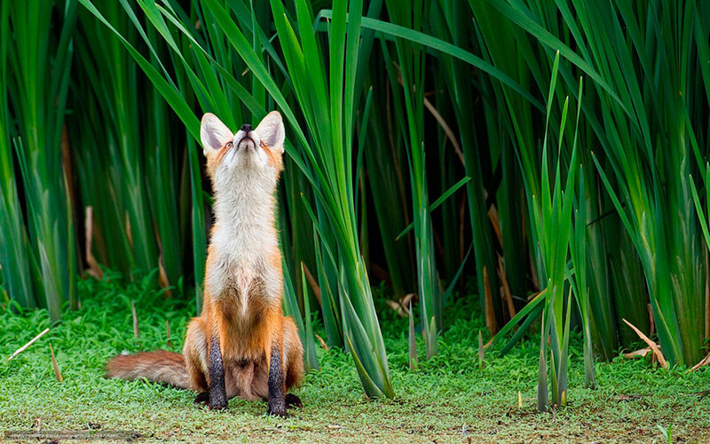 fox in tall grass