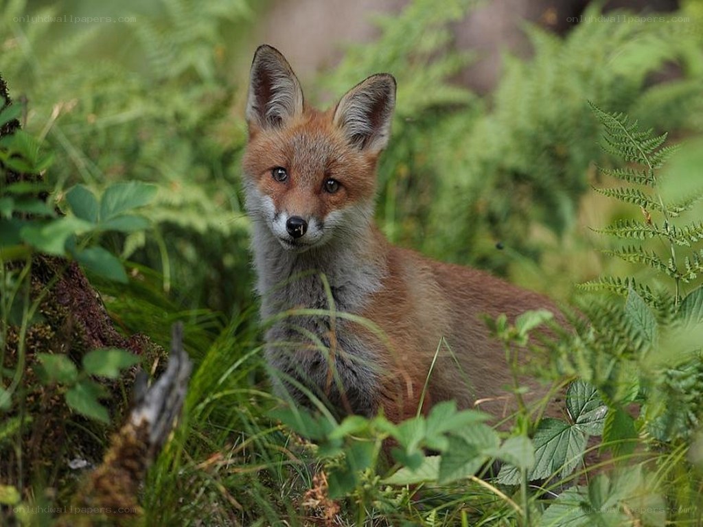 Fox in the Ferns