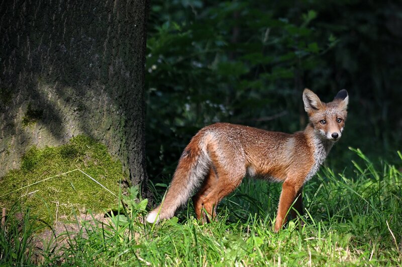 Fox in the forest