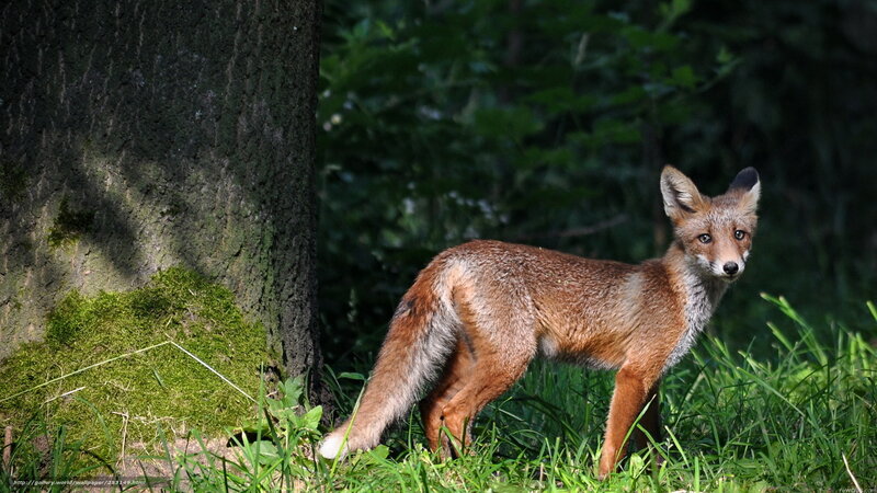 Fox in the forest