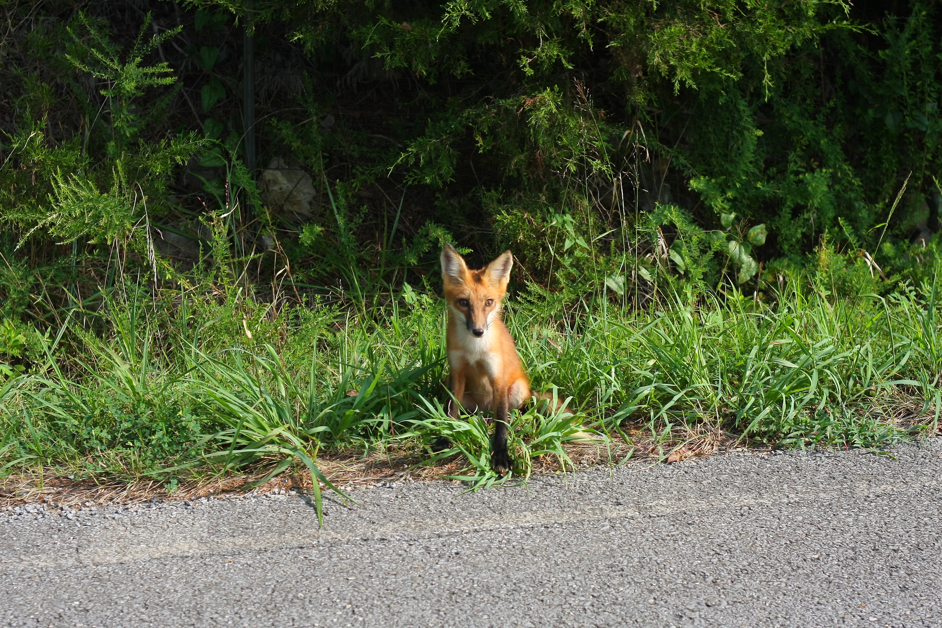 Fox in the grass by road