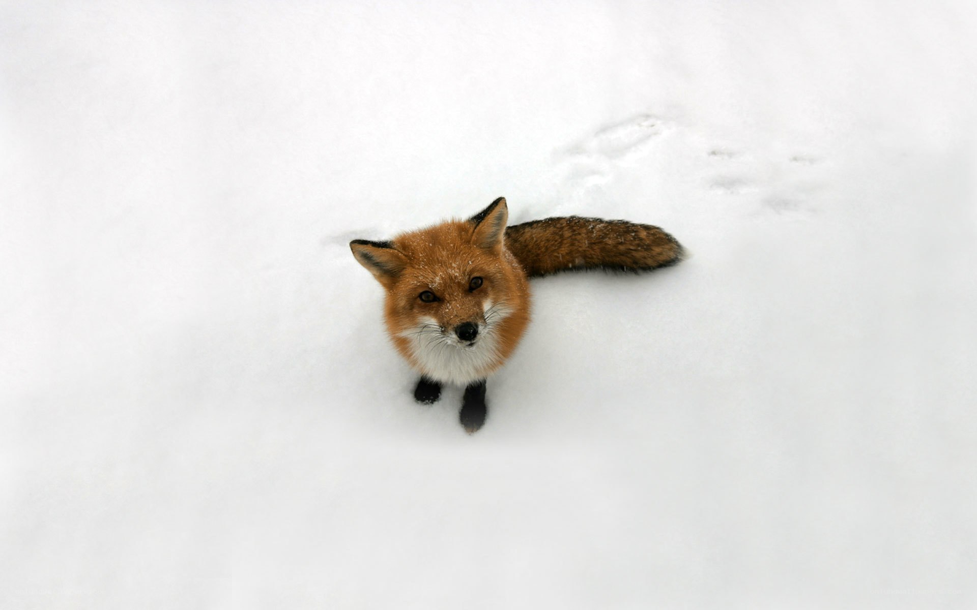fox in the snow
