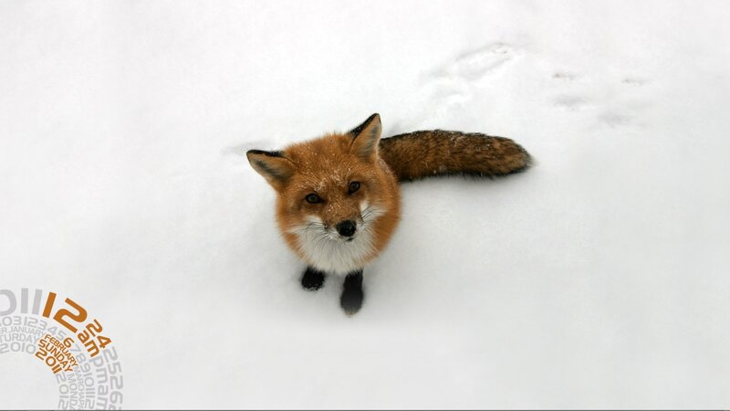 Fox in the snow