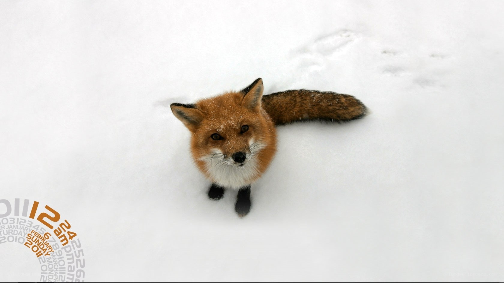 Fox in the snow
