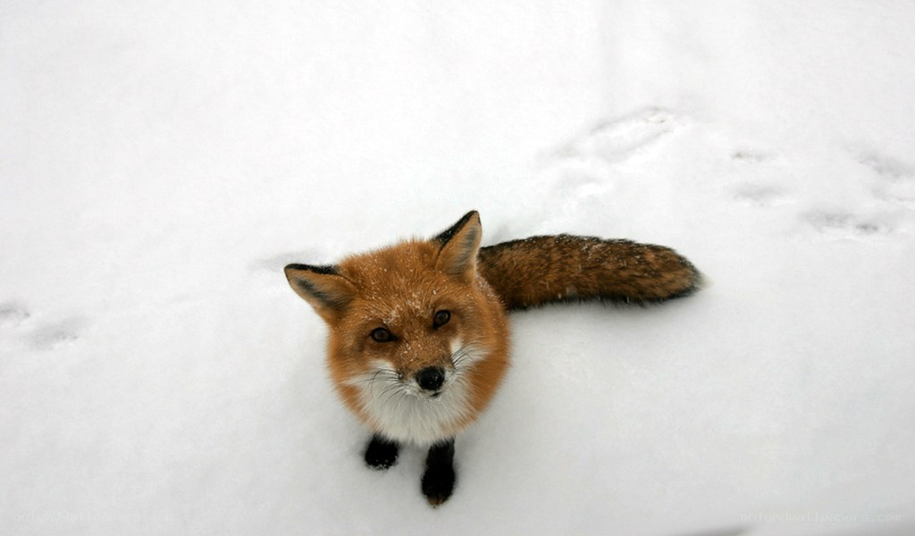 fox in the snow