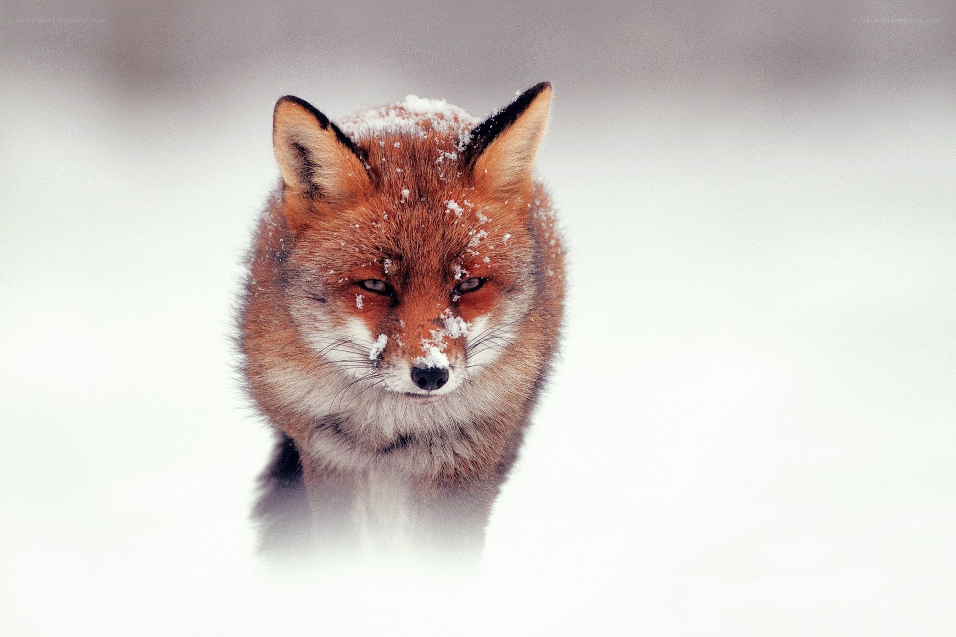 fox in the snow