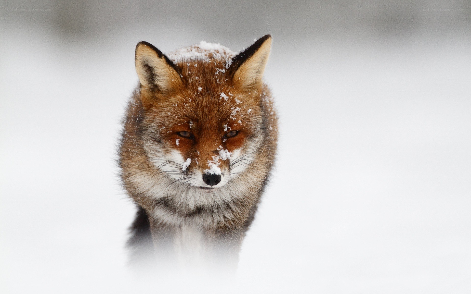 fox in the snow