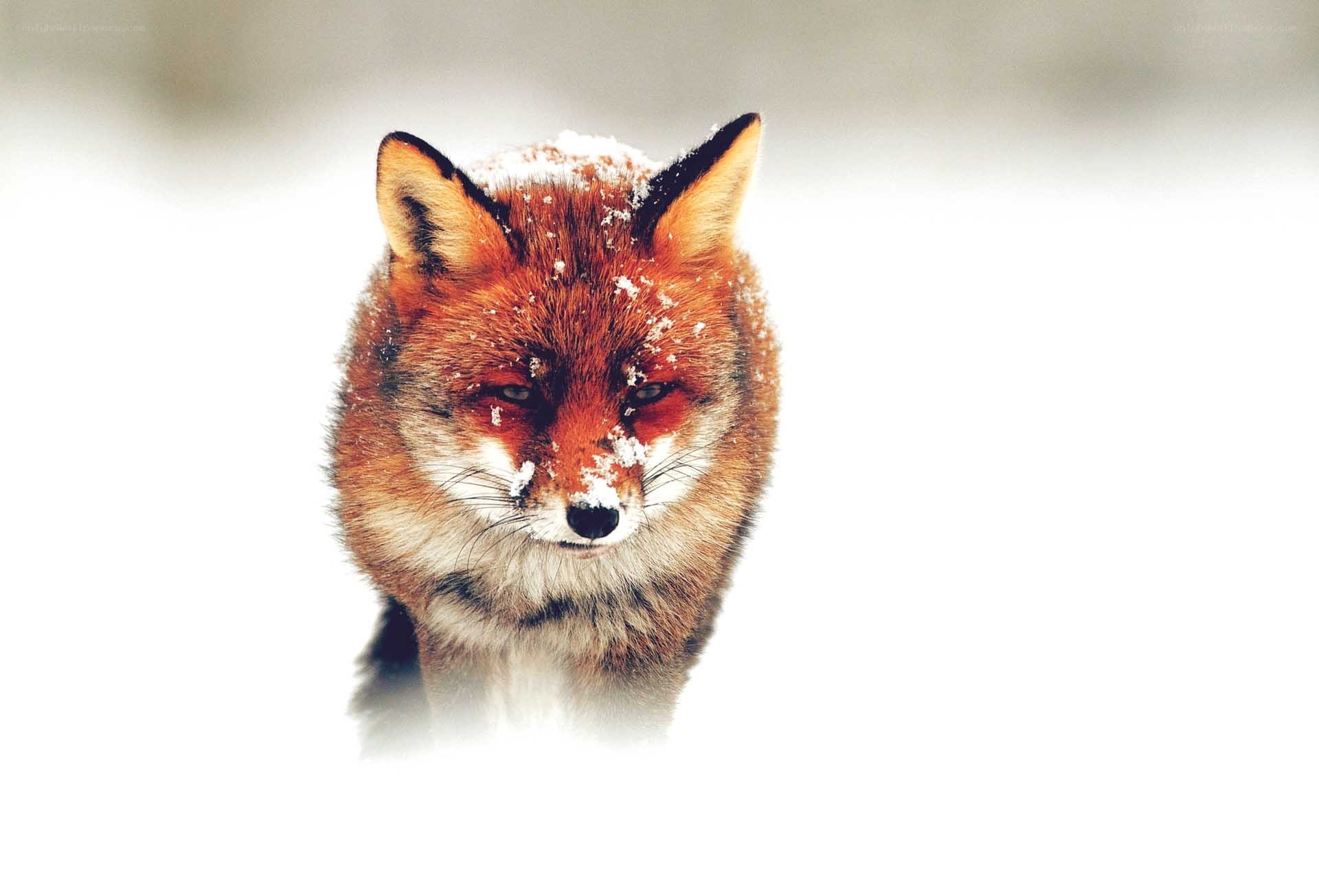 fox in the snow