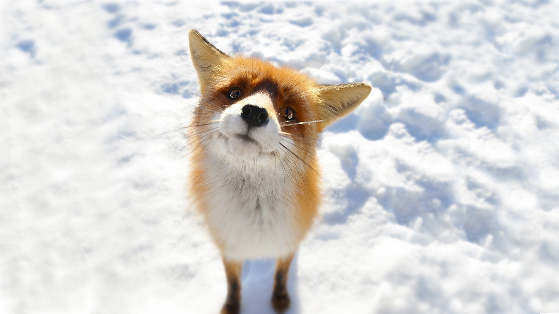 fox in the snow