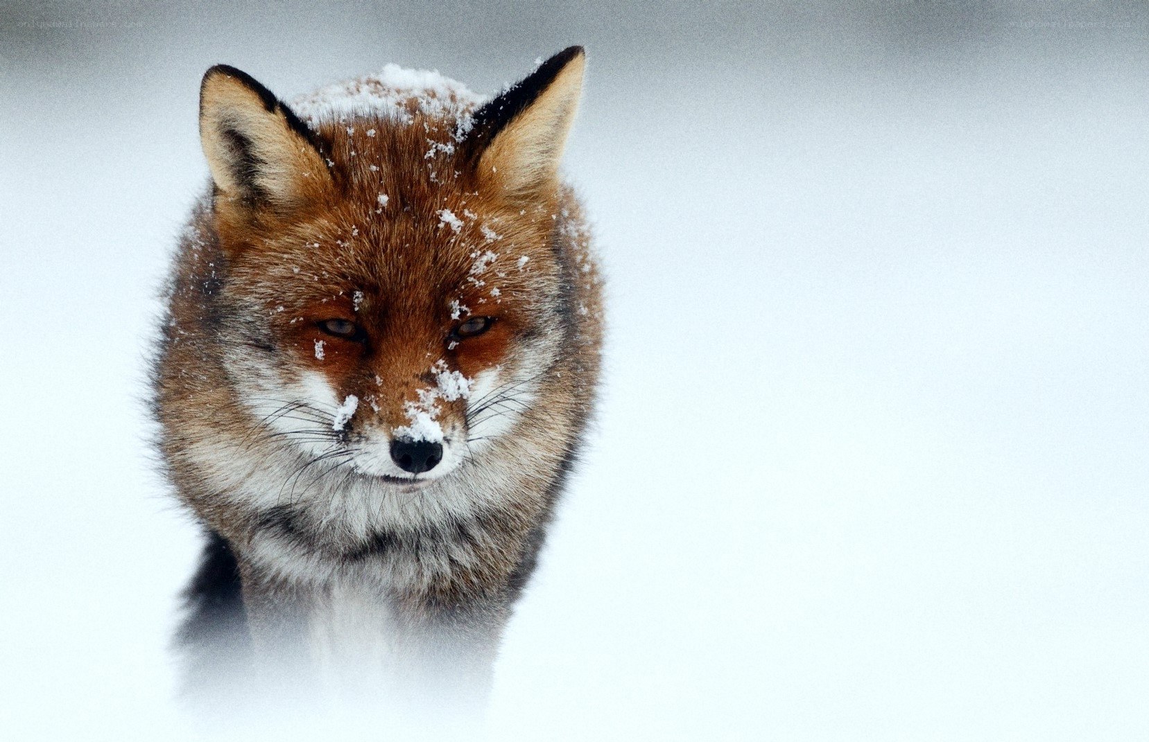 fox in the snow
