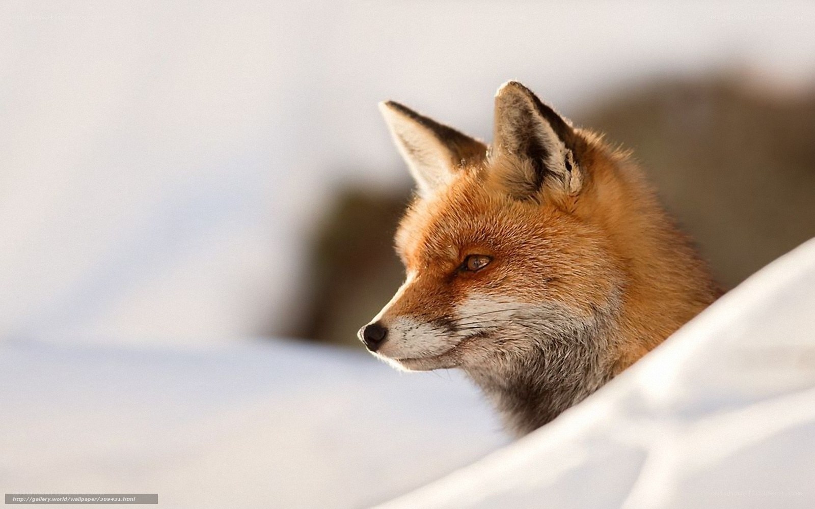 fox in the snow