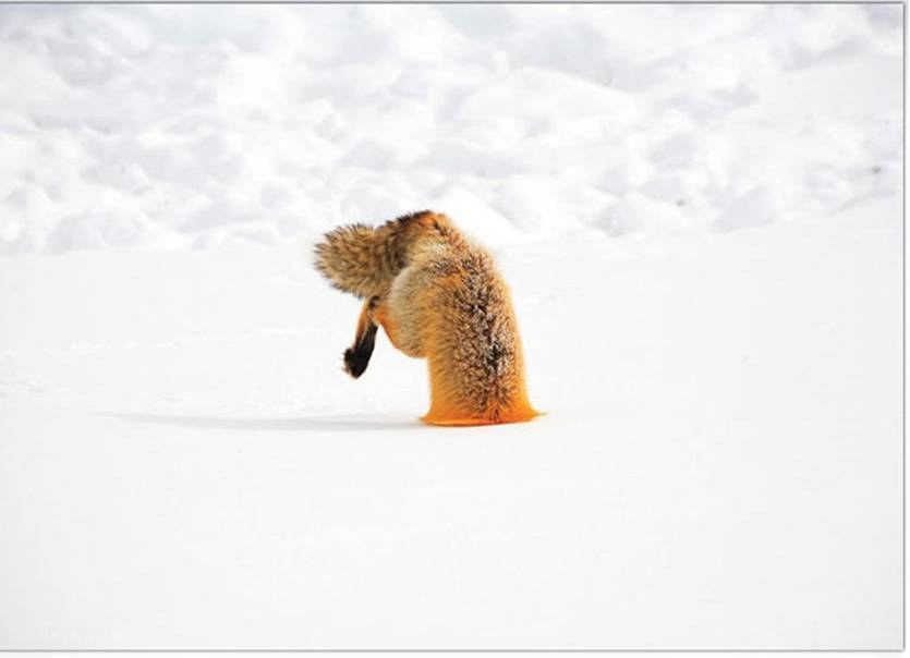 fox in the snow