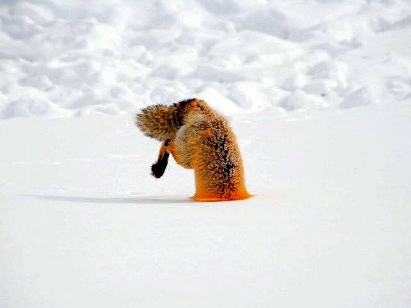 fox in the snow
