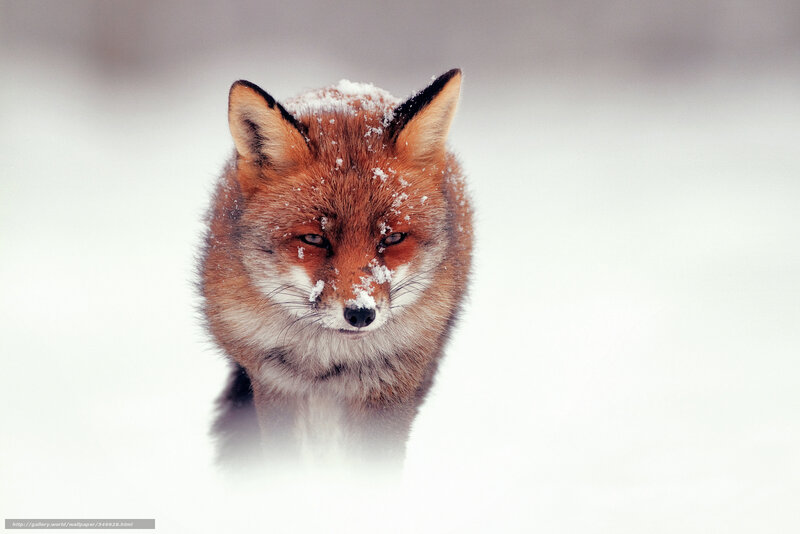 fox in the snow