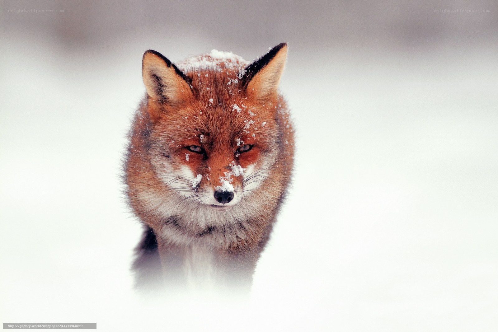 fox in the snow