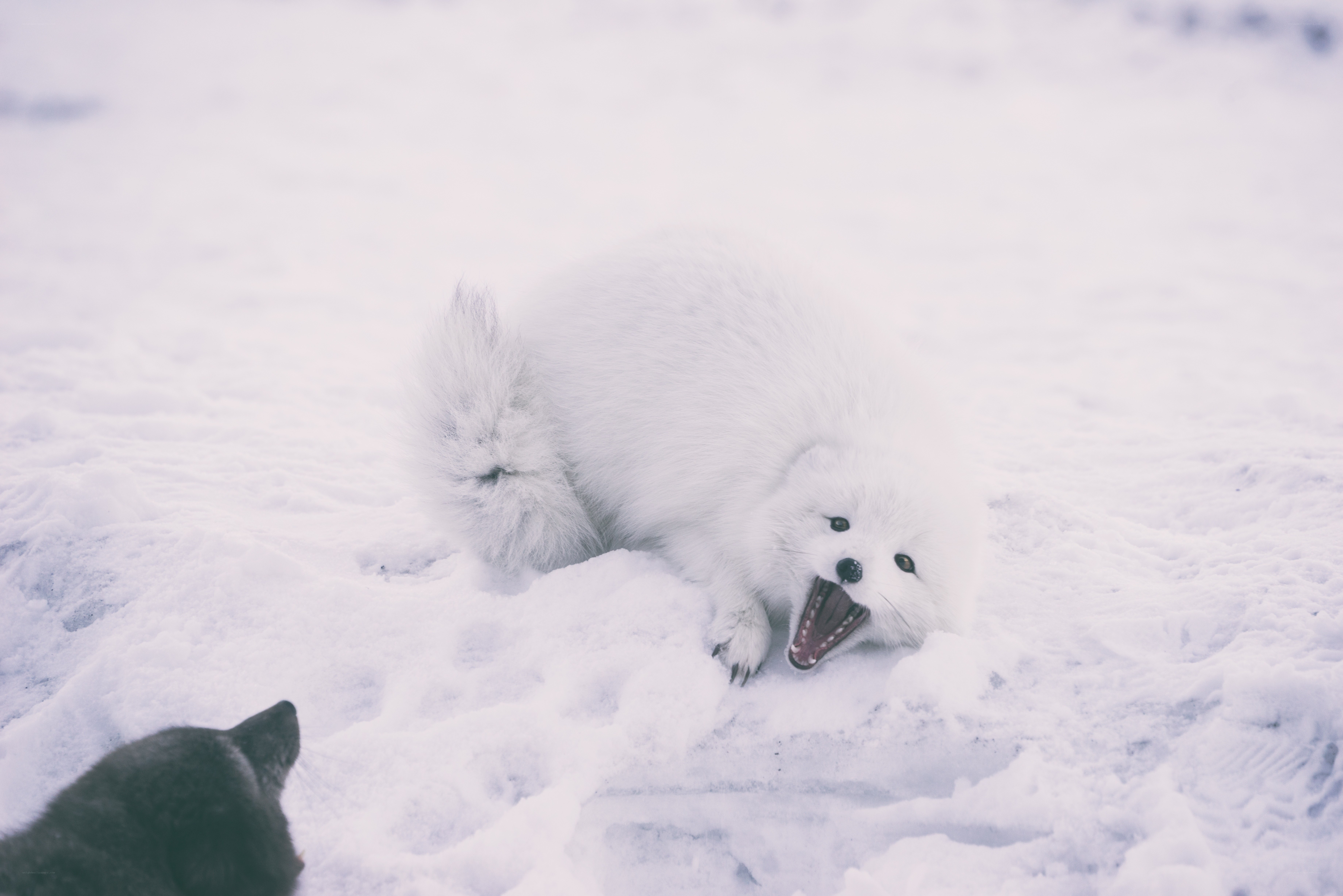fox in the snow