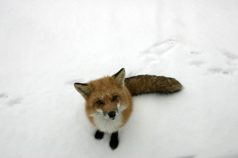 fox in the snow