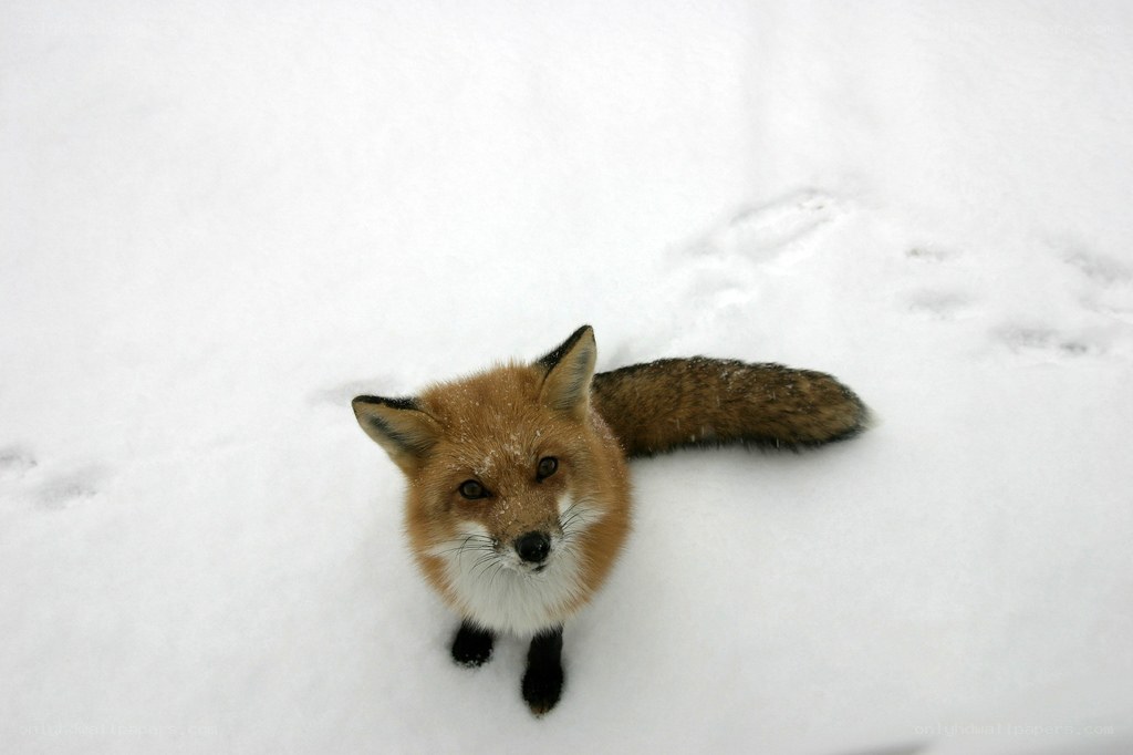 fox in the snow