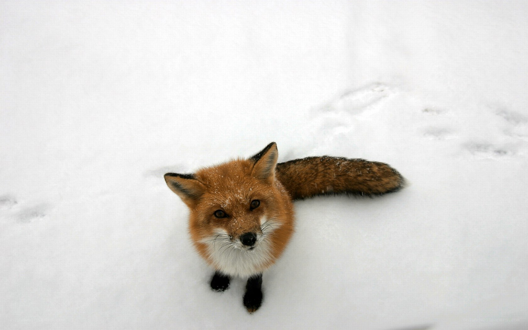 Fox in the snow
