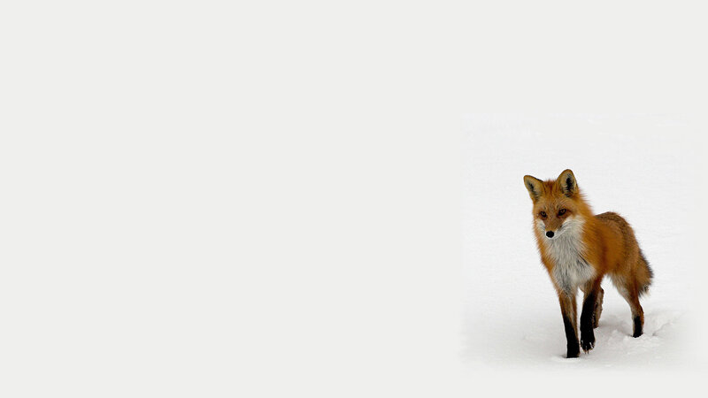 fox in the snow