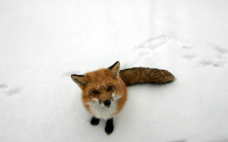 fox in the snow