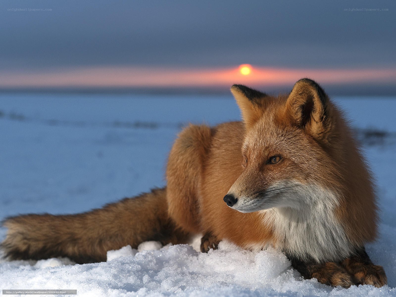 Fox in the snow at sunset