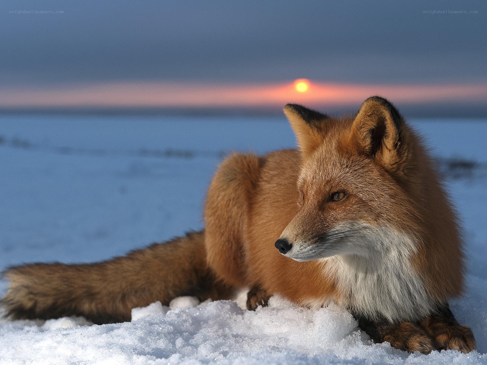 Fox in the snow at sunset