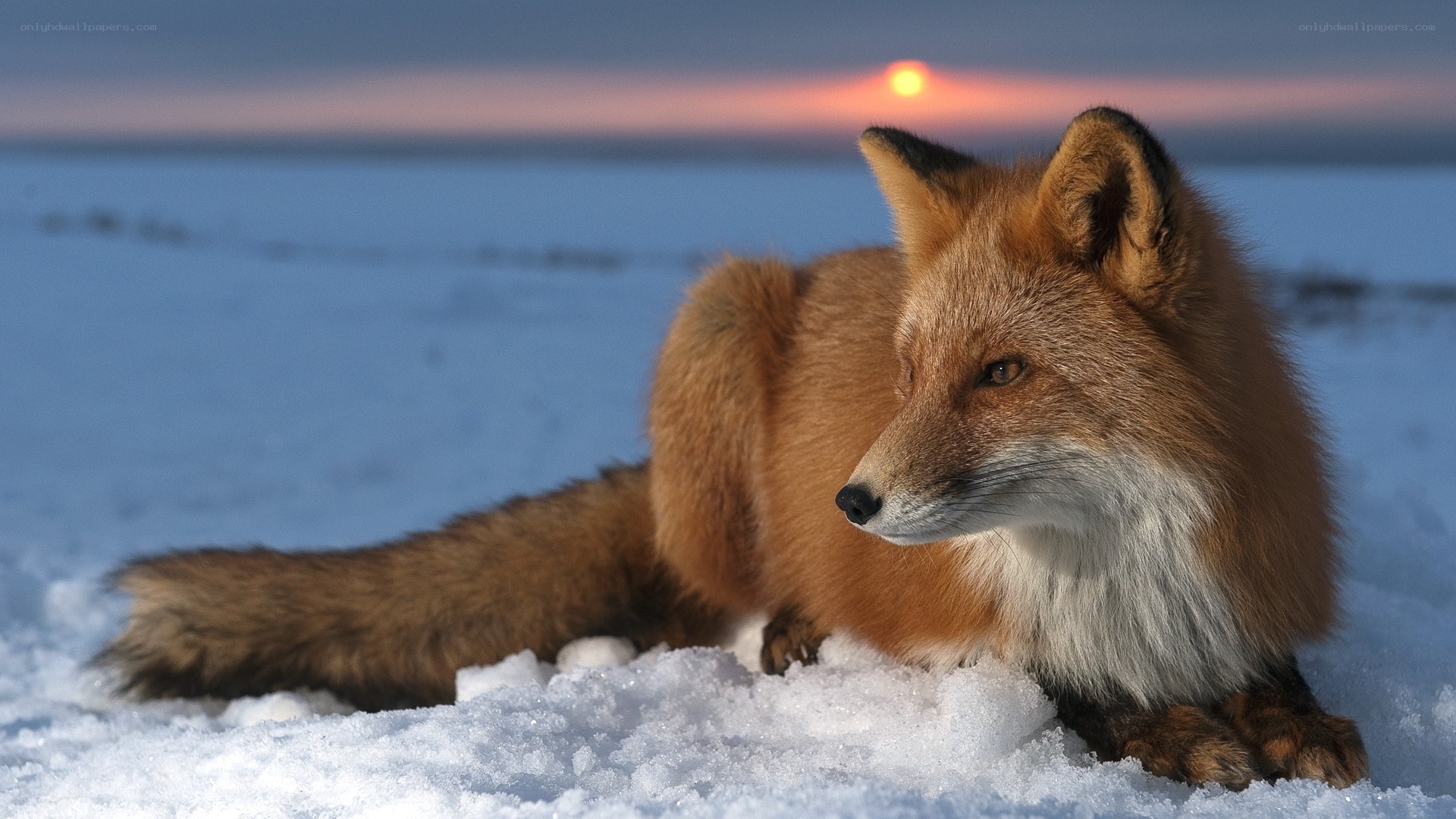 Fox in the snow at sunset