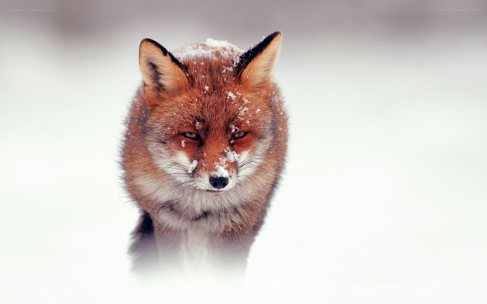 Fox in the snow