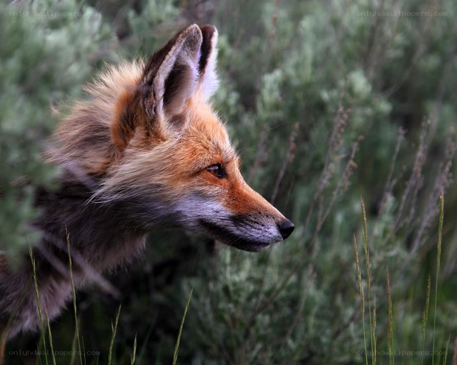 fox in the wild