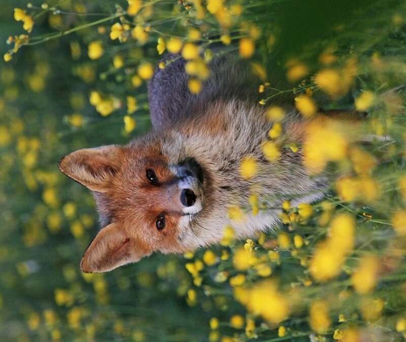 Fox in Yellow Flowers