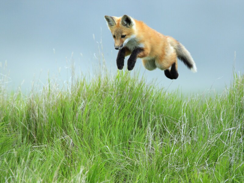fox jumping in a field