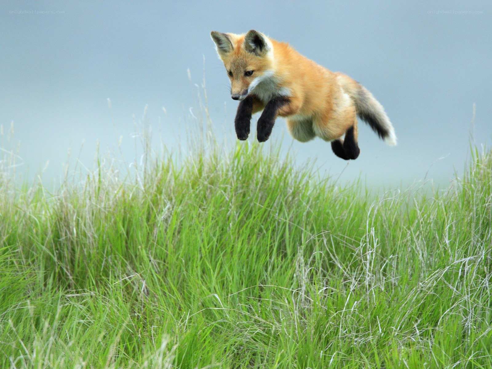 fox jumping in a field