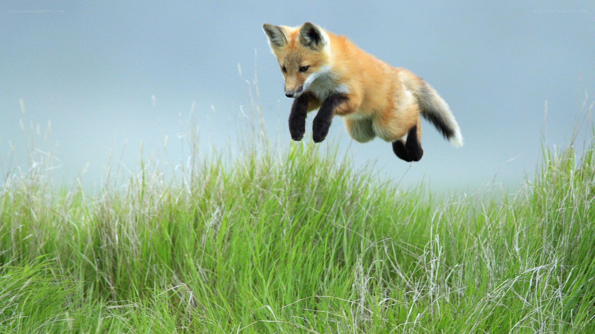 fox jumping in a field